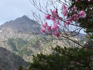 写真２ 鎌ヶ岳とアカヤシオ、オバレ石にて