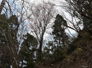 写真１７ 武平峠のヤマザクラ