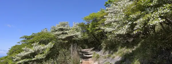 写真11 シロヤシオ、山頂部にて