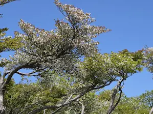 写真20 シロヤシオ