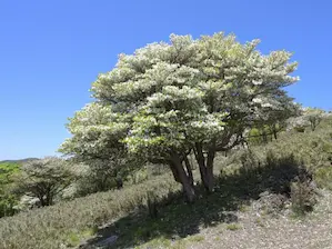 写真20 シロヤシオ