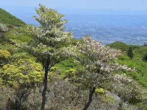 写真22 シロヤシオ