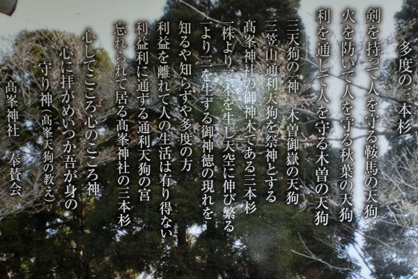 写真４ 高峯神社「多度の三本杉」