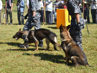 写真８ 笠取山分屯基地、警備犬訓練