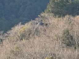 写真 大黒岩