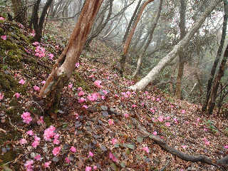 写真4 県境尾根 写真4