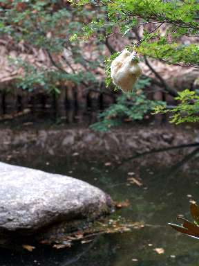 写真1 長者池にて 写真1