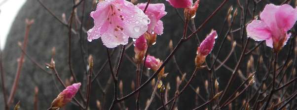 写真1 写真1