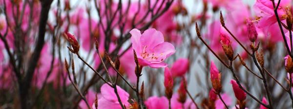 写真1 アカヤシオ 写真1