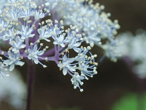 コアジサイ 写真3