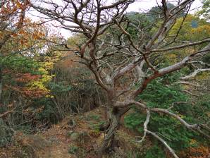 御在所岳 写真1