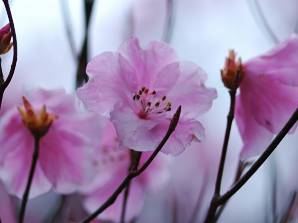 アカヤシオ 展望台 写真2
