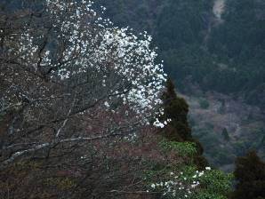 タムシバ 地蔵岩にて 写真1