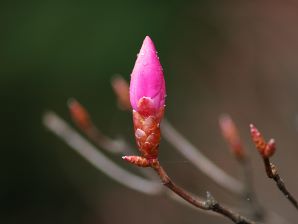 アカヤシオ 写真5
