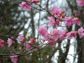 アカヤシオ 写真10