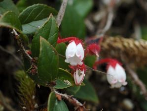 アカモノ 写真7