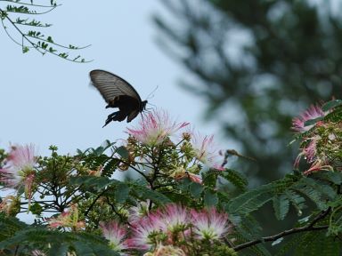 ネムノキ 写真1
