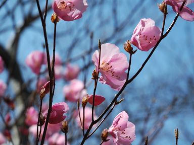 写真10 アカヤシオ 写真10