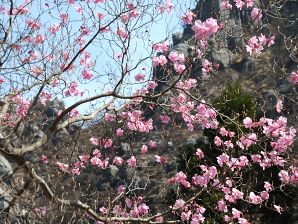 写真7 アカヤシオ 写真7