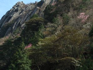写真8 アカヤシオ、タムシバ 写真8