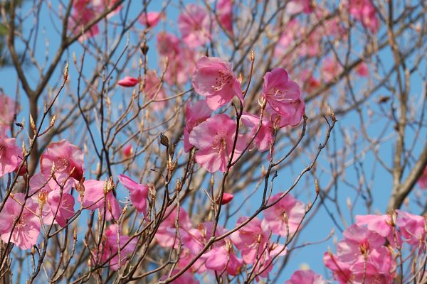 写真1 アカヤシオ 写真1