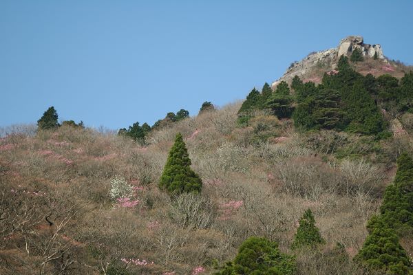 写真2 北谷展望台から中道を見上げる 写真2