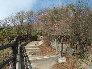 写真5 富士見岩にて アカヤシオの花が少ない 写真5