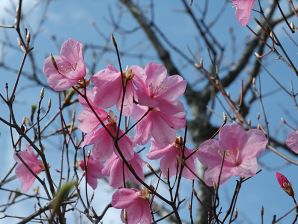 写真12 アカヤシオ 写真12