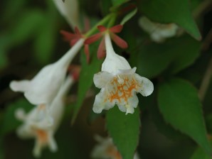 写真5 ツクバネウツギ 写真5