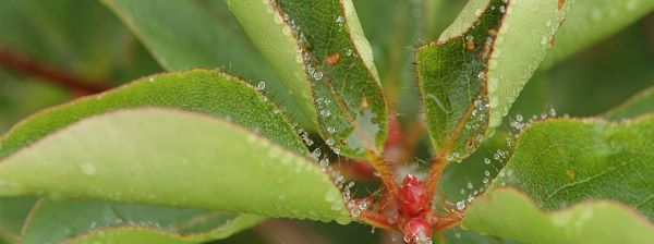 写真4 アカヤシオ 写真4