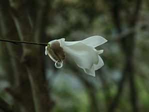 写真4 タムシバ 写真4