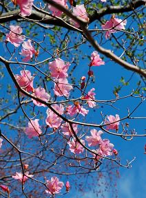 写真17 アカヤシオ 写真17