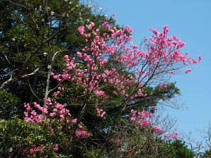 写真5 アカヤシオ 写真5