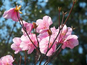 写真7 アカヤシオ 写真7