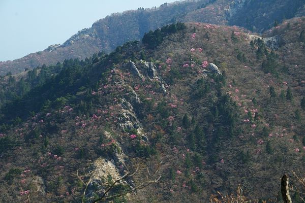 写真12 三ツ口谷左岸尾根 写真12