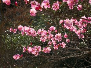 写真13 アカヤシオ 写真13