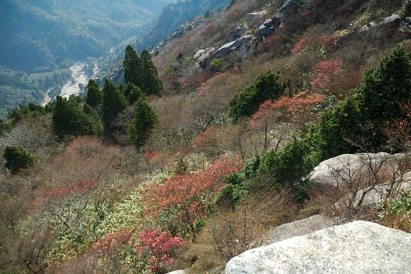 写真3 テラス(中道)、褐変したアカヤシオの花 写真3