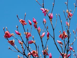 写真4 アカヤシオ(朝陽台) 写真4