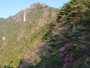 写真2 アカヤシオと御在所岳東斜面 写真2