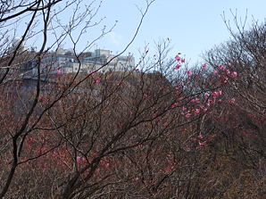 写真8 アカヤシオ 写真8