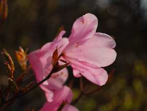 写真4 アカヤシオ 写真4