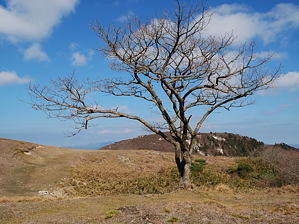 写真6 紅葉が終わった山頂部にて 写真6