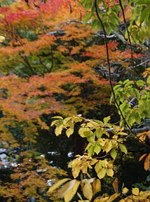 写真18 湯の山温泉・中之島公園にて 写真18
