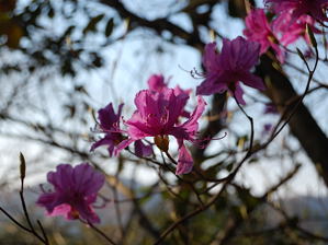 写真2 ミツバツツジ 写真2