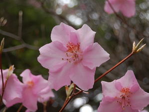 写真17 六裂したアカヤシオの花 写真17