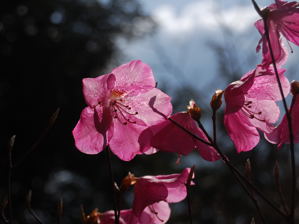 写真4 アカヤシオ 写真4