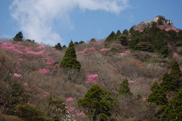 写真6 アカヤシオ、御在所岳・中道登山道7合目から 写真6