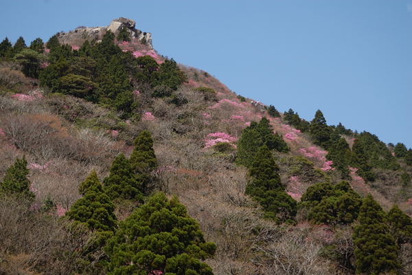 写真7 アカヤシオ、御在所岳・中道登山道7合目から 写真7