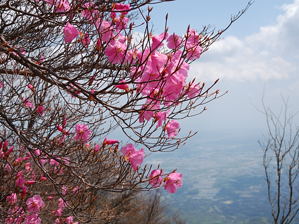 写真12 アカヤシオ、朝陽台にて 写真12