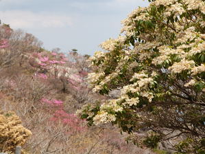 写真13 アセビ 写真13
